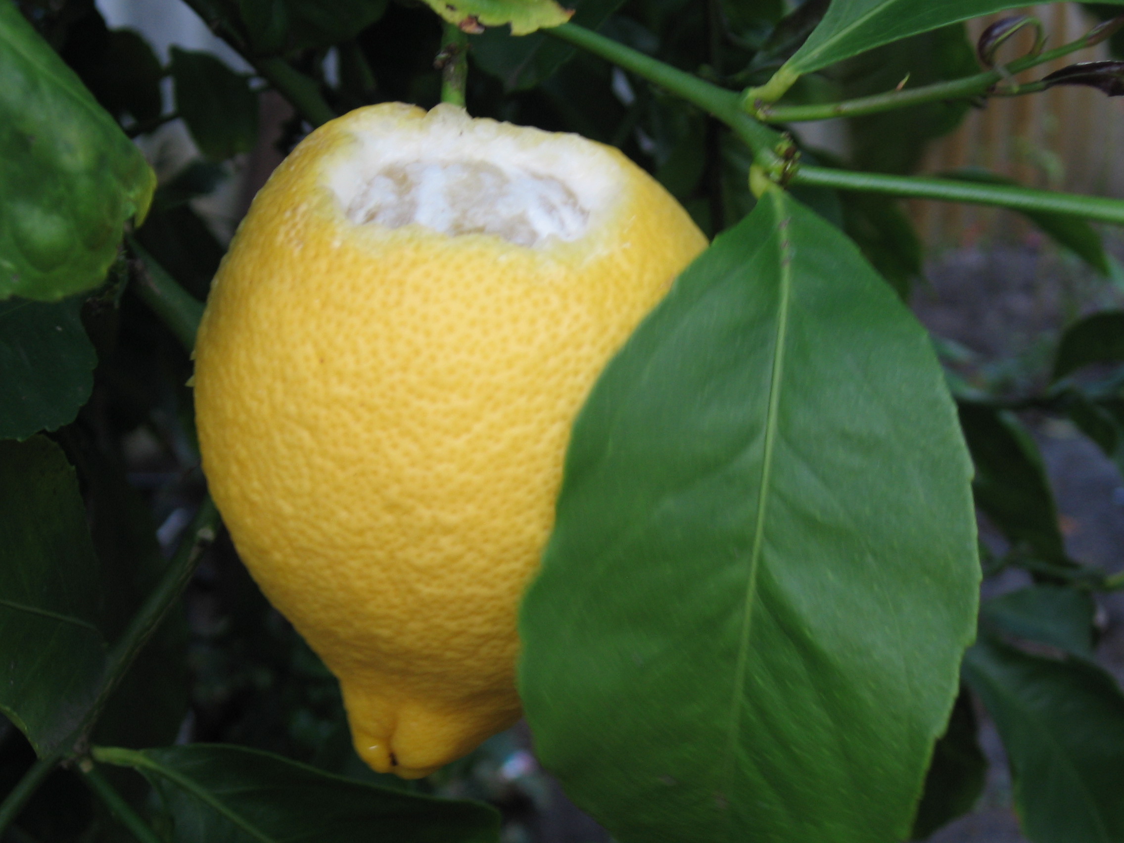 Lemon Tree Pests Food Ideas